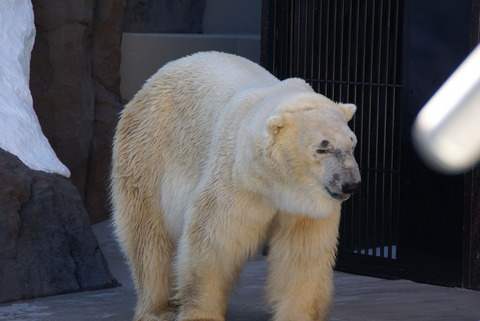 上野動物園その２