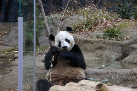 上野動物園その１