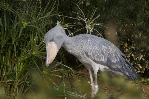 上野動物園その４