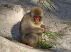 上野動物園その３